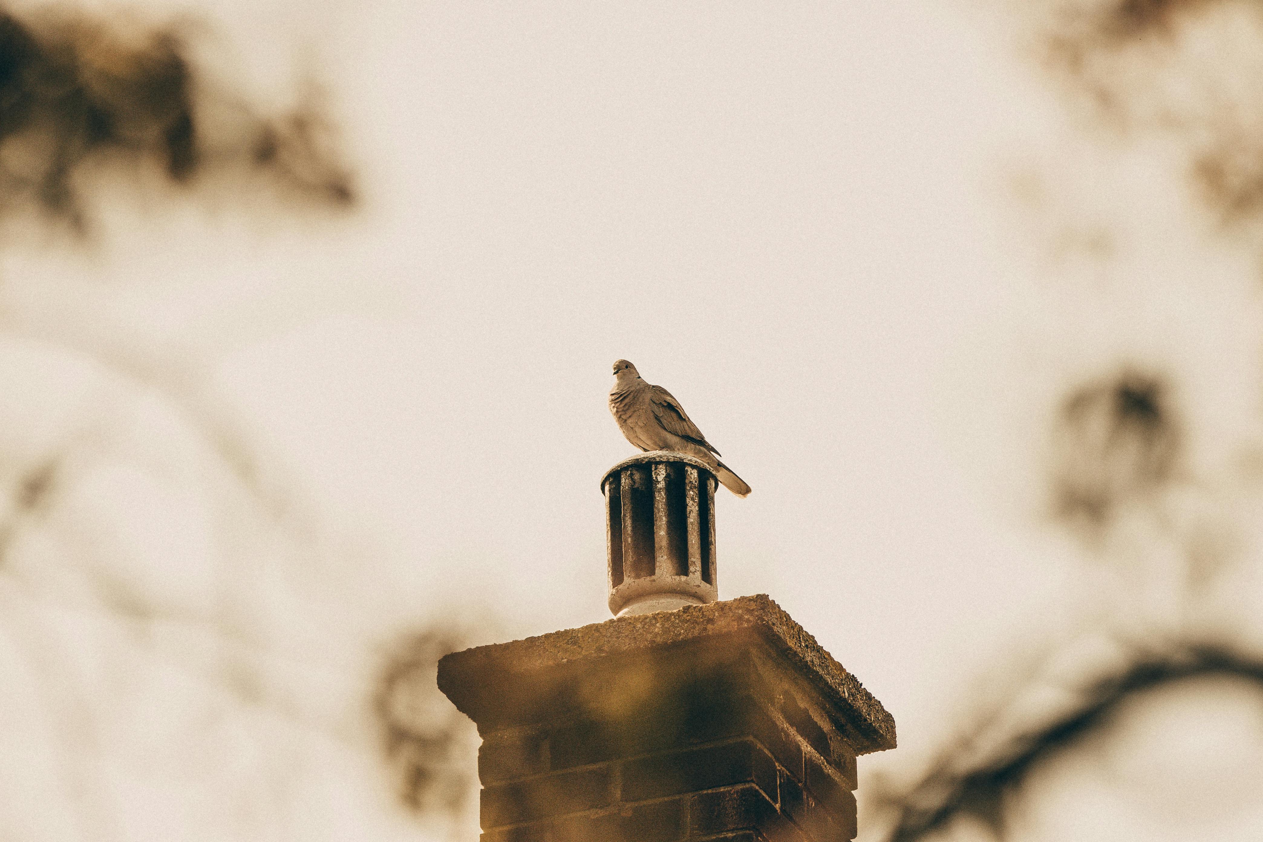 Expert Chimney Cap Installation in Dover, Michigan